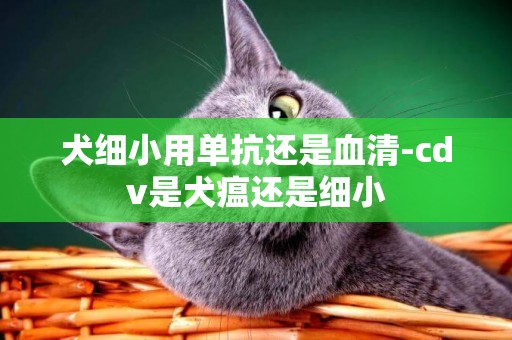 犬細小用單抗還是血清-cdv是犬瘟還是細小