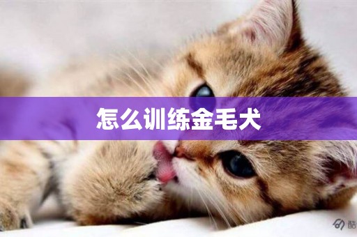 怎么訓練金毛犬