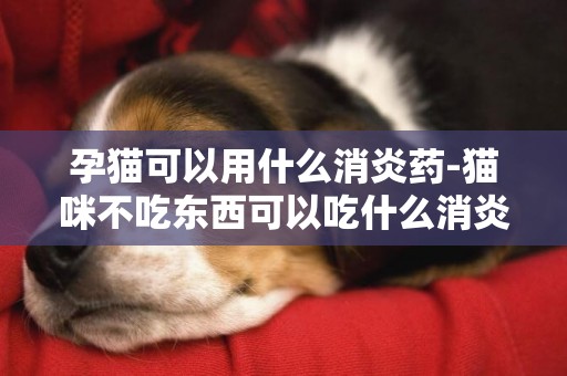 孕貓可以用什么消炎藥-貓咪不吃東西可以吃什么消炎藥
