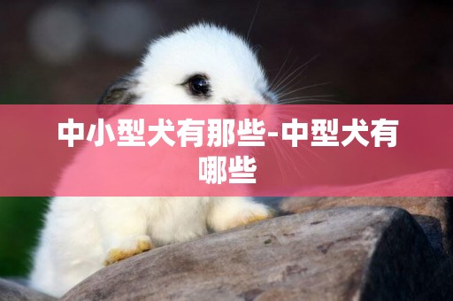 中小型犬有那些-中型犬有哪些