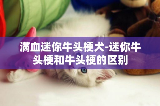 滿血迷你牛頭梗犬-迷你牛頭梗和牛頭梗的區別