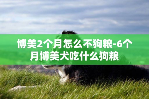 博美2個月怎么不狗糧-6個月博美犬吃什么狗糧