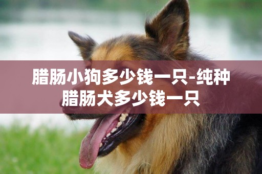 臘腸小狗多少錢一只-純種臘腸犬多少錢一只