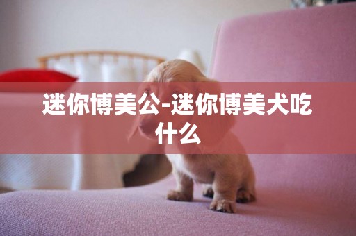 迷你博美公-迷你博美犬吃什么