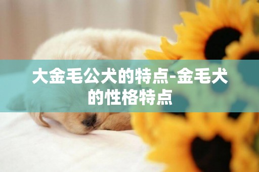 大金毛公犬的特點-金毛犬的性格特點