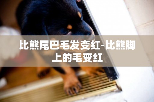 比熊尾巴毛發變紅-比熊腳上的毛變紅