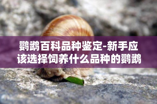 鸚鵡百科品種鑒定-新手應該選擇飼養什么品種的鸚鵡