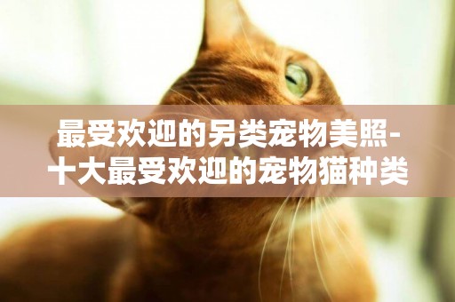 最受歡迎的另類寵物美照-十大最受歡迎的寵物貓種類排行榜
