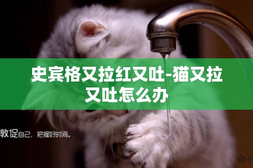 史賓格又拉紅又吐-貓又拉又吐怎么辦