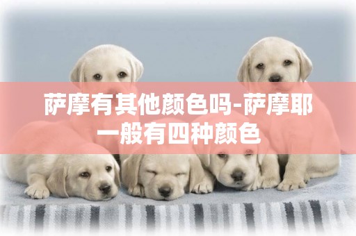 薩摩有其他顏色嗎-薩摩耶一般有四種顏色