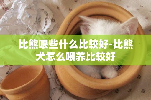 比熊喂些什么比較好-比熊犬怎么喂養比較好