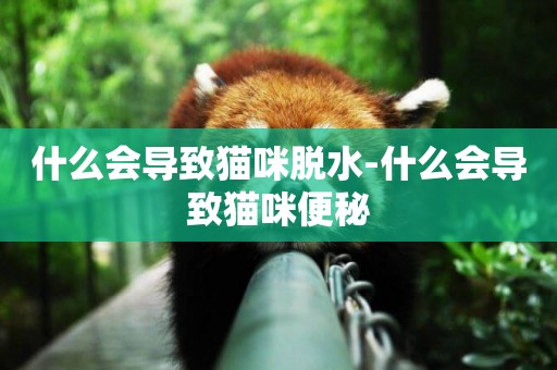 什么會導致貓咪脫水-什么會導致貓咪便秘