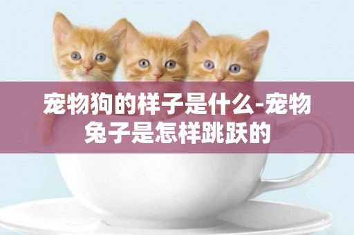 寵物狗的樣子是什么-寵物兔子是怎樣跳躍的