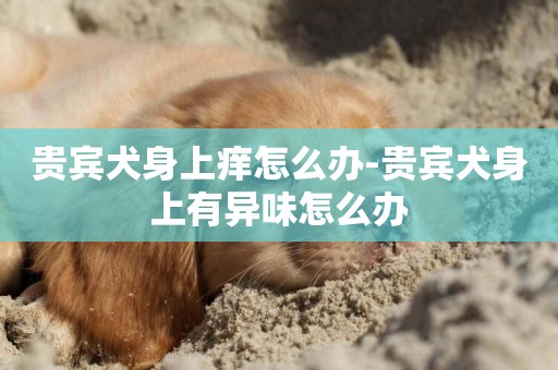 貴賓犬身上癢怎么辦-貴賓犬身上有異味怎么辦