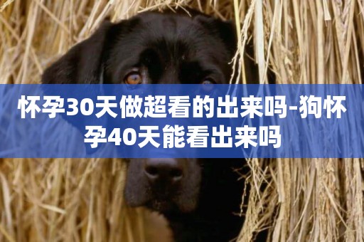 懷孕30天做超看的出來嗎-狗懷孕40天能看出來嗎