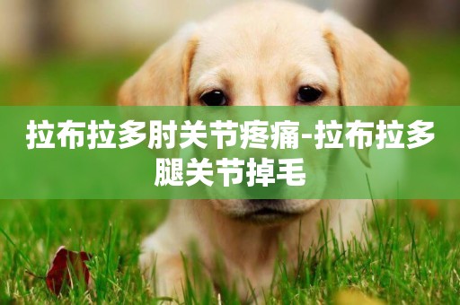 拉布拉多肘關節疼痛-拉布拉多腿關節掉毛