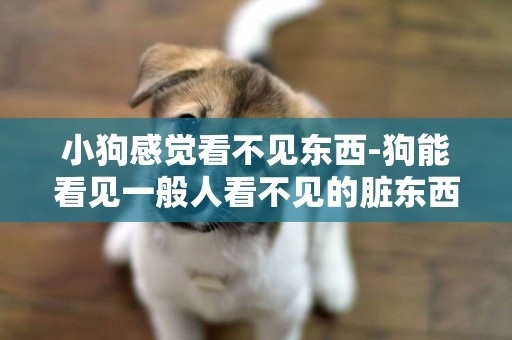 小狗感覺看不見東西-狗能看見一般人看不見的臟東西