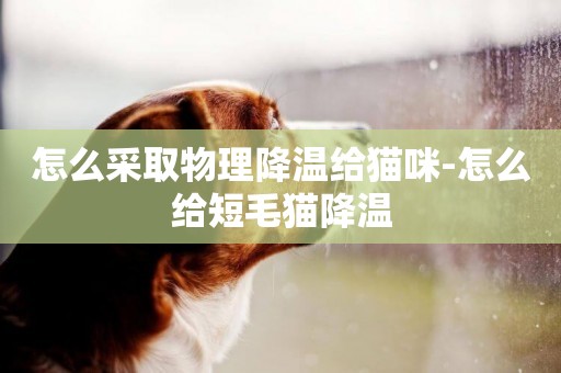 怎么采取物理降溫給貓咪-怎么給短毛貓降溫