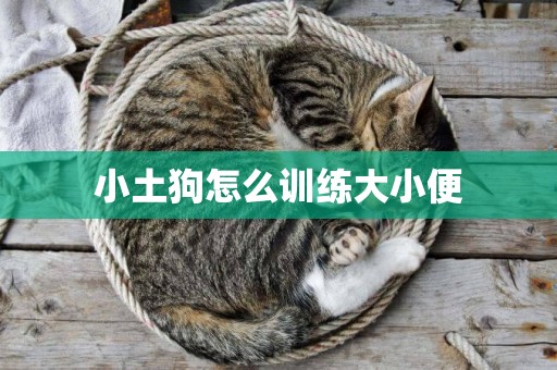 小土狗怎么訓練大小便