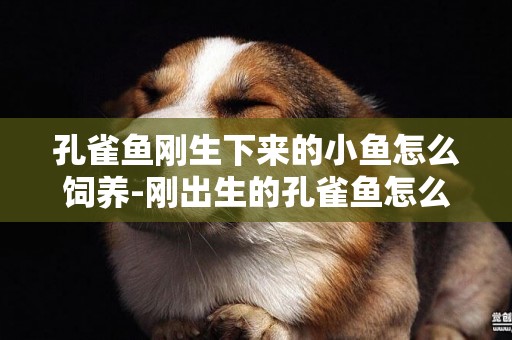 孔雀魚剛生下來的小魚怎么飼養-剛出生的孔雀魚怎么養
