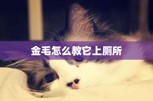金毛怎么教它上廁所