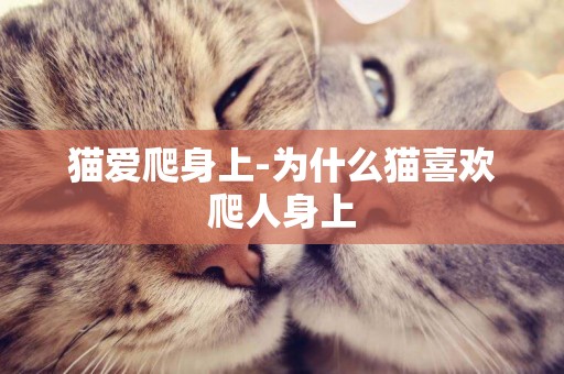 貓愛爬身上-為什么貓喜歡爬人身上
