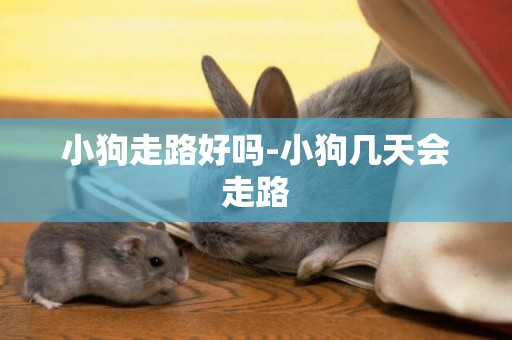 小狗走路好嗎-小狗幾天會走路