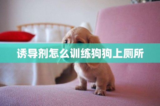 誘導劑怎么訓練狗狗上廁所