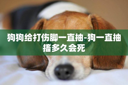 狗狗給打傷腳一直抽-狗一直抽搐多久會死