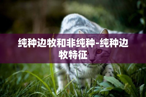 純種邊牧和非純種-純種邊牧特征