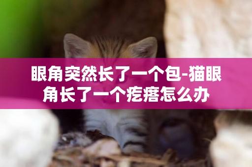 眼角突然長了一個包-貓眼角長了一個疙瘩怎么辦