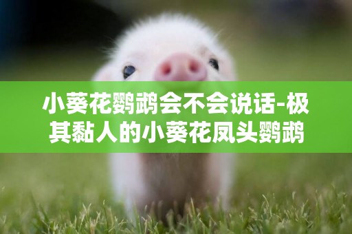 小葵花鸚鵡會不會說話-極其黏人的小葵花鳳頭鸚鵡