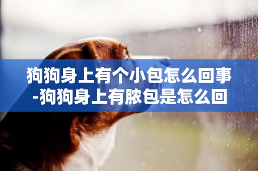 狗狗身上有個小包怎么回事-狗狗身上有膿包是怎么回事