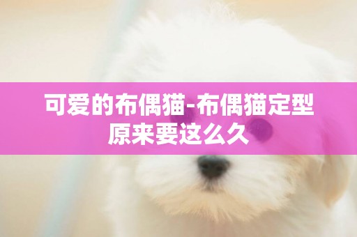 可愛的布偶貓-布偶貓定型原來要這么久