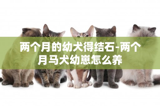兩個月的幼犬得結石-兩個月馬犬幼崽怎么養
