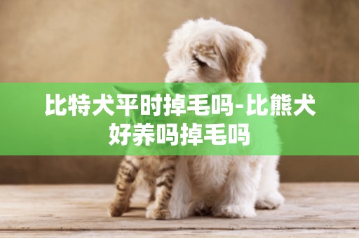 比特犬平時掉毛嗎-比熊犬好養嗎掉毛嗎