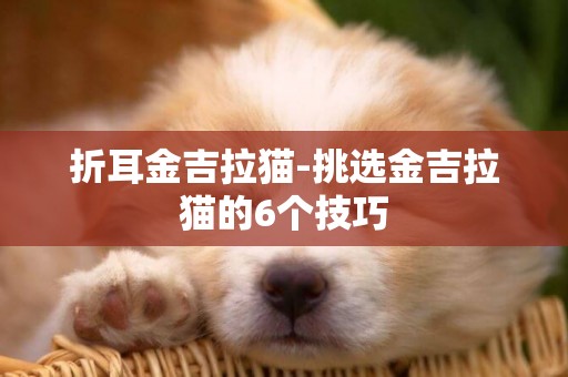 折耳金吉拉貓-挑選金吉拉貓的6個技巧
