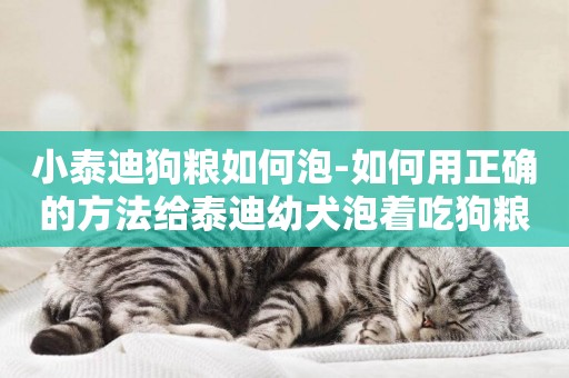 小泰迪狗糧如何泡-如何用正確的方法給泰迪幼犬泡著吃狗糧