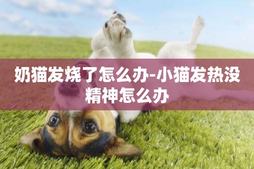 奶貓發燒了怎么辦-小貓發熱沒精神怎么辦