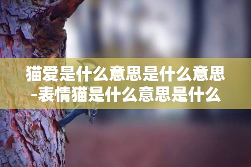 貓愛是什么意思是什么意思-表情貓是什么意思是什么意思