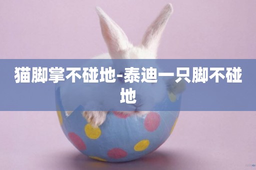 貓腳掌不碰地-泰迪一只腳不碰地