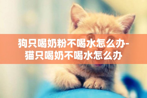狗只喝奶粉不喝水怎么辦-貓只喝奶不喝水怎么辦