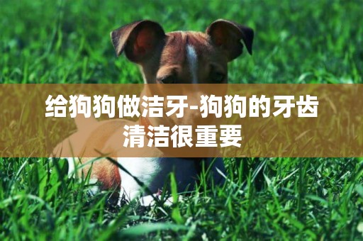 給狗狗做潔牙-狗狗的牙齒清潔很重要