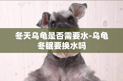冬天烏龜是否需要水-烏龜冬眠要換水嗎