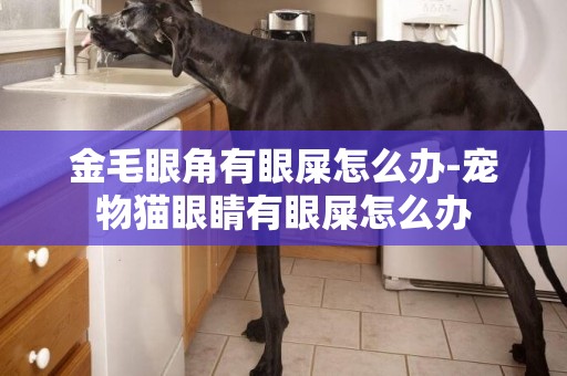 金毛眼角有眼屎怎么辦-寵物貓眼睛有眼屎怎么辦