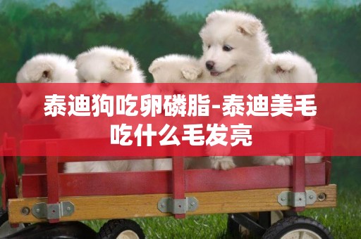 泰迪狗吃卵磷脂-泰迪美毛吃什么毛發亮