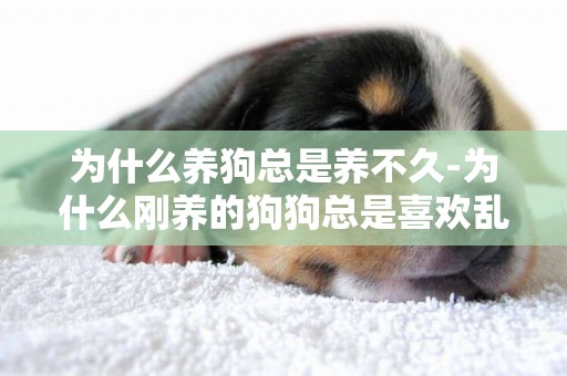 為什么養狗總是養不久-為什么剛養的狗狗總是喜歡亂叫