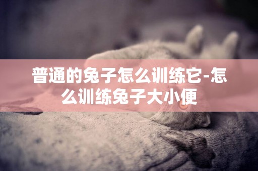 普通的兔子怎么訓練它-怎么訓練兔子大小便
