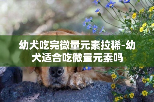 幼犬吃完微量元素拉稀-幼犬適合吃微量元素嗎