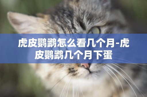 虎皮鸚鵡怎么看幾個月-虎皮鸚鵡幾個月下蛋